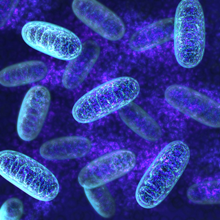 Primary mitochondrial myopathy