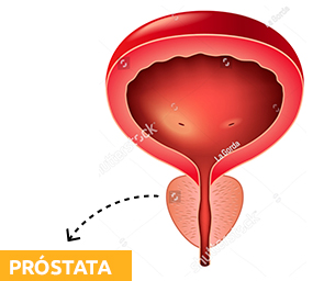 próstata