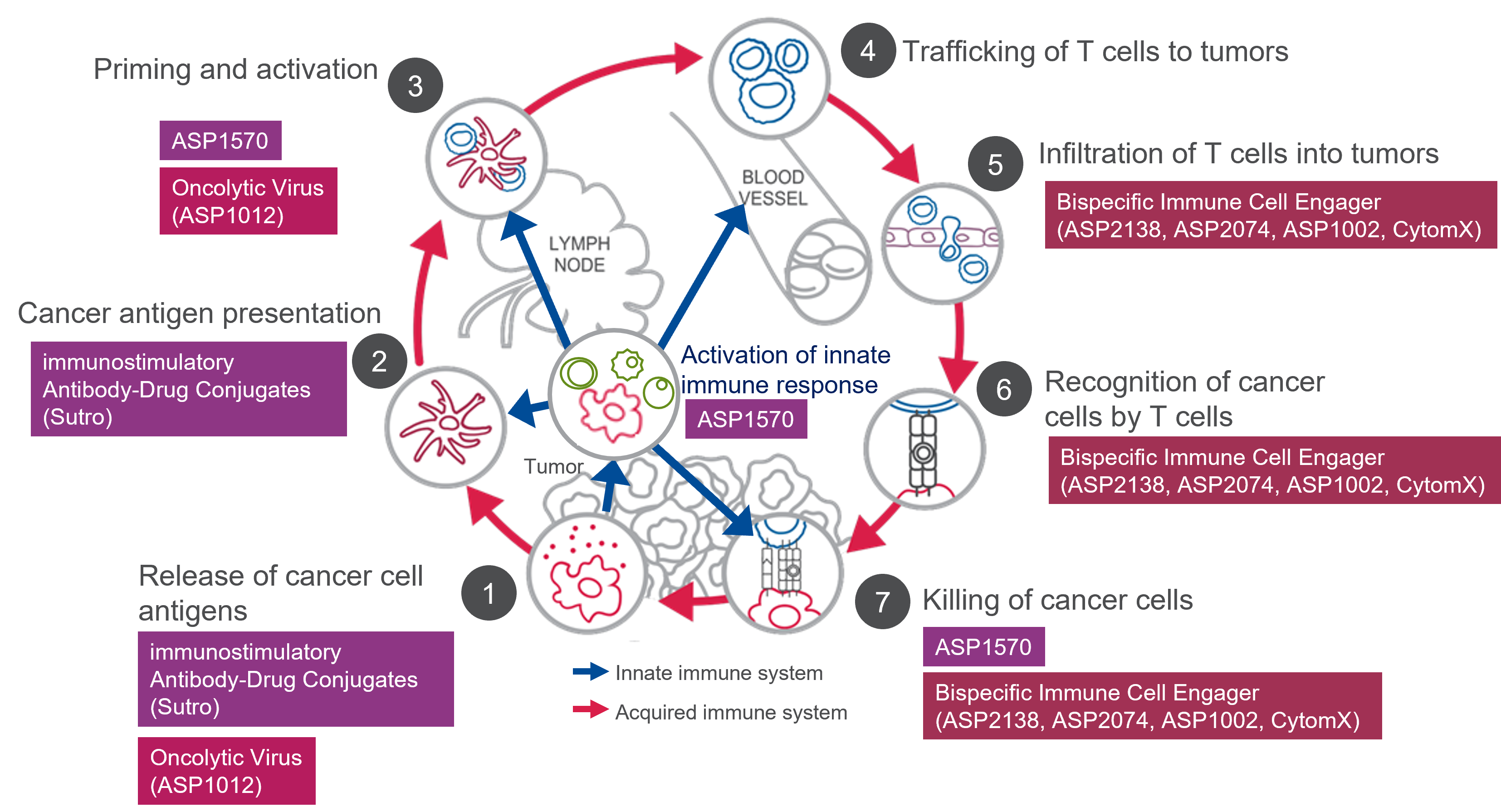 Cancer immunity cycle and Our programs