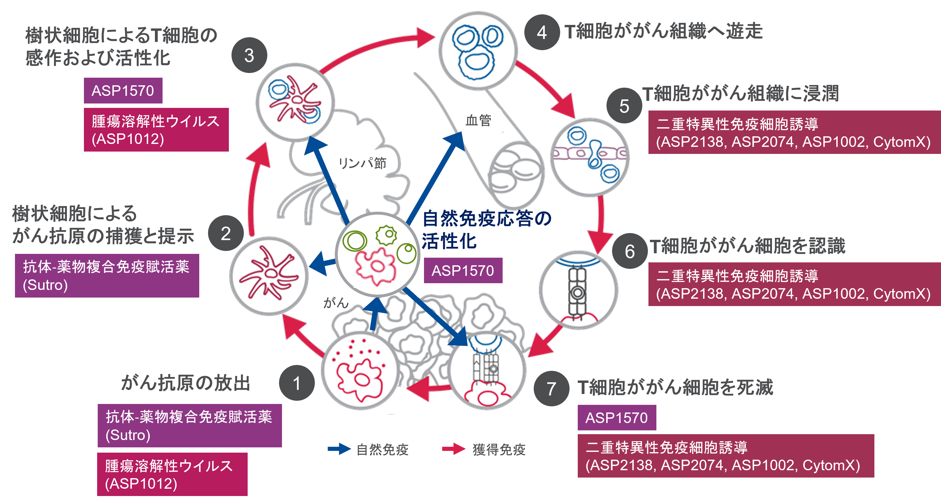 がん免疫サイクルとイムノオンコロジーの創薬プログラム