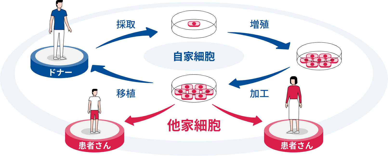 細胞医療への挑戦 他家多能性幹細胞由来の分化細胞を用いたビジネスモデルを追求 アステラス製薬