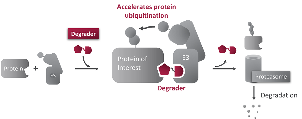 Targeted Protein Degradation