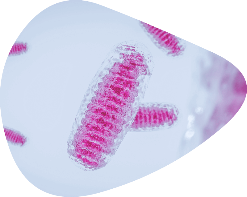 Primary Focus Mitochondria Biology