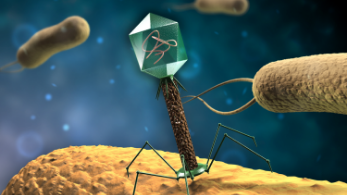 Engineered Phage Therapy