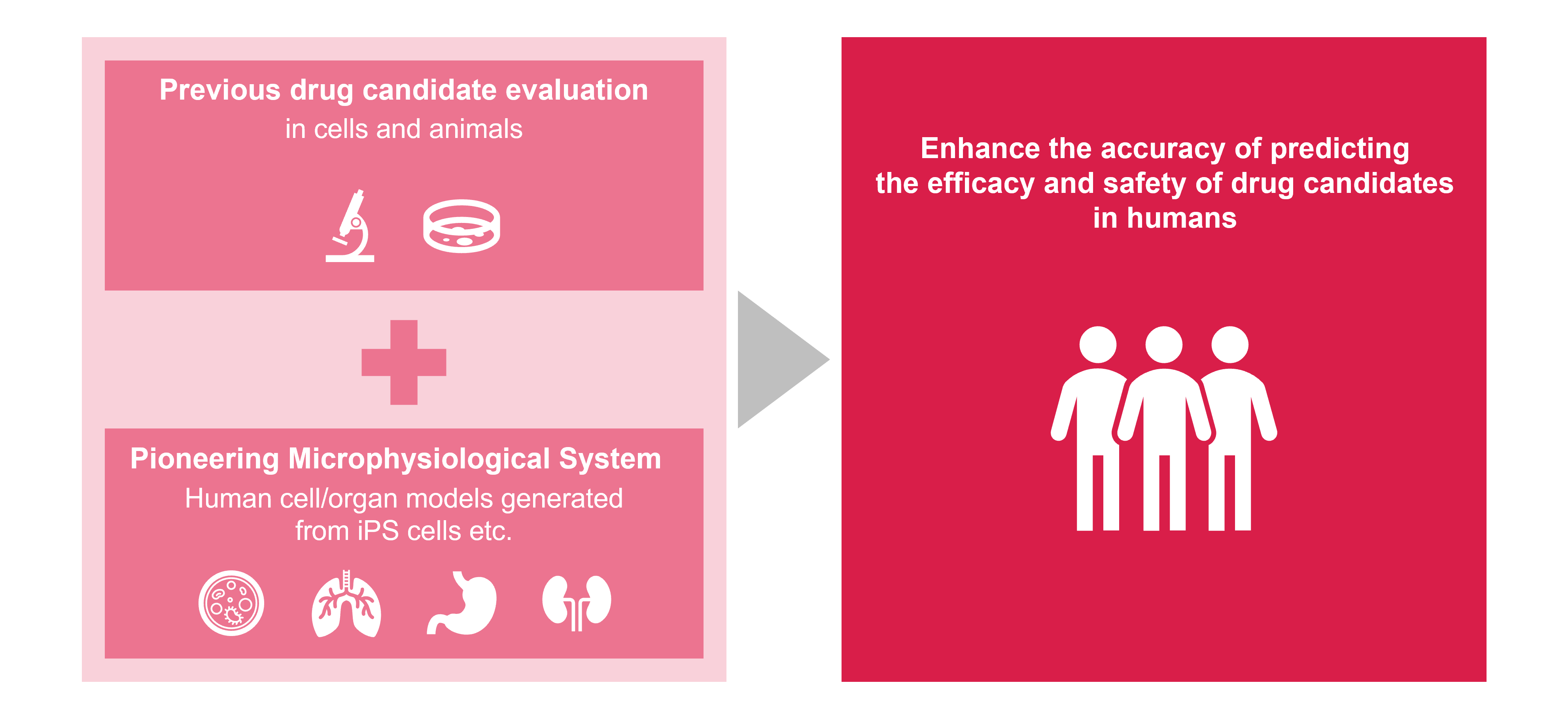 Pioneering Microphysiological System