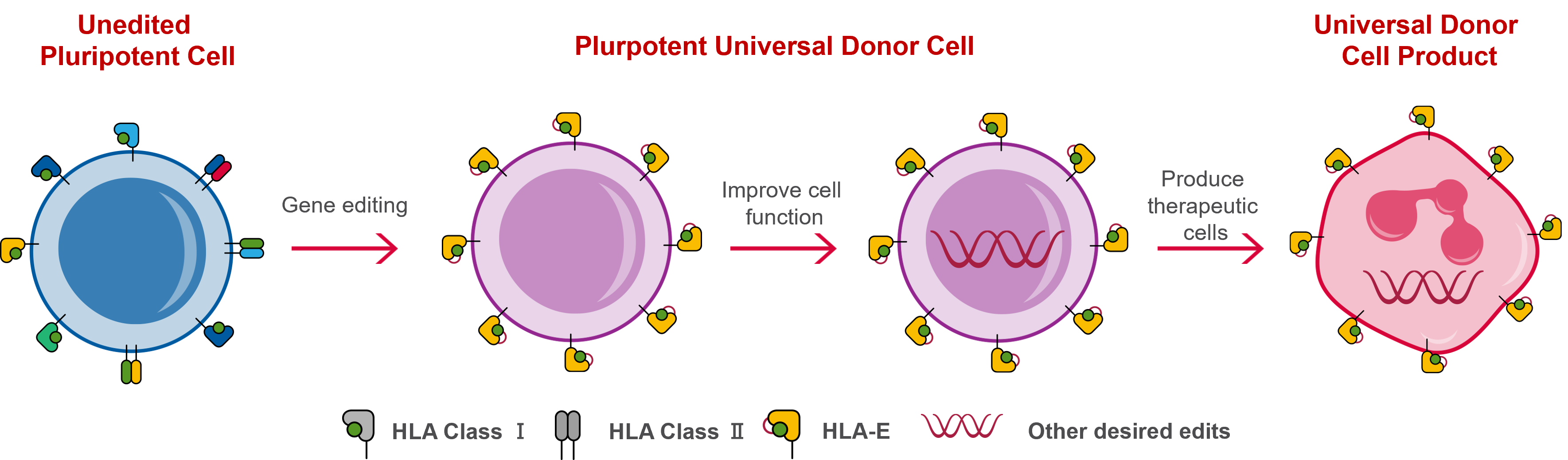 universal_donor_cell_technology